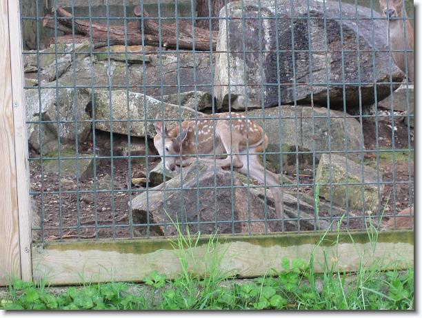 Diapositiva siguiente